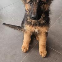 Cucciolo pastore tedesco