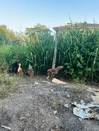 Araucana
