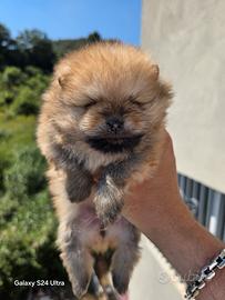 Pomerania toy Spitz tedesco nano pedigree mini