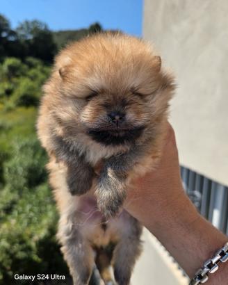 Pomerania toy Spitz tedesco nano pedigree mini
