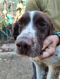 Femmina springer da caccia