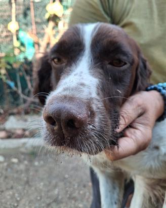 Femmina springer da caccia