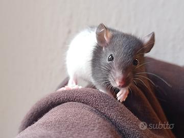 Cuccioli di ratto domestico norvegese