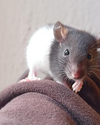 Cuccioli di ratto domestico norvegese