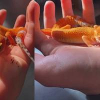 Geco Femmina Mandarine Tangerine