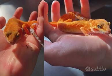 Geco Femmina Mandarine Tangerine