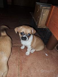 chiwawa toy