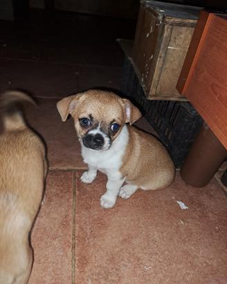 chiwawa toy