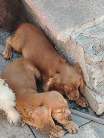 Cucciola di cocker spaniel