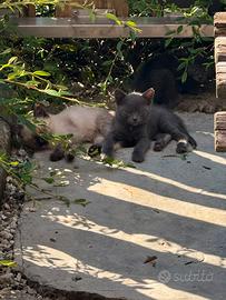 Gattini simil Siamese e Certosino