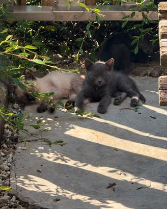 Gattini simil Siamese e Certosino