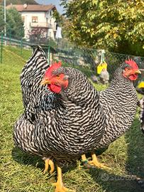 Galline e pulcinotti amrocks e marans bianche