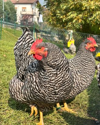 Galline e pulcinotti amrocks e marans bianche