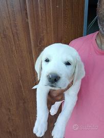 Cuccioli Alabay da lavoro con pedigree Enci