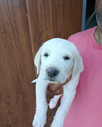 Cuccioli Alabay da lavoro con pedigree Enci