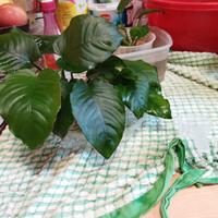 Anubias per acquario acqua dolce
