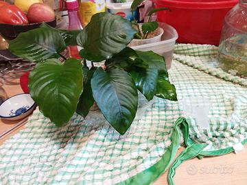 Anubias per acquario acqua dolce