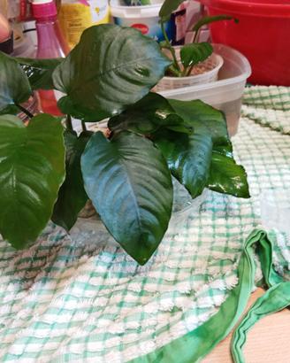 Anubias per acquario acqua dolce