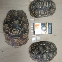 Tartarughe di terra Stigmochelys Pardalis cm 12/16