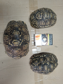 Tartarughe di terra Stigmochelys Pardalis cm 12/16