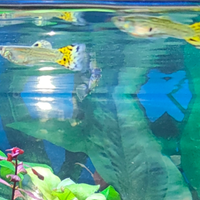 Guppy maschio selection cobra tigrato