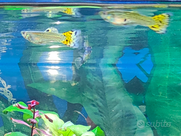 Guppy maschio selection cobra tigrato