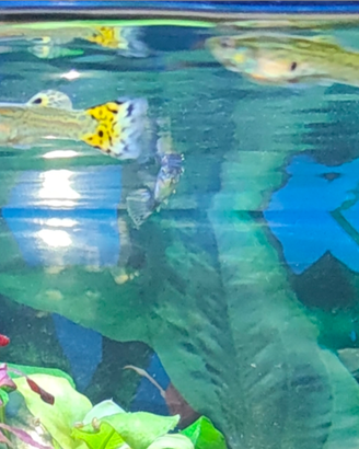 Guppy maschio selection cobra tigrato