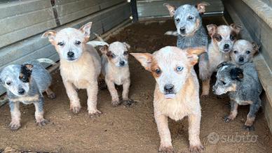 Australian cattle dog/ Pastore australiano