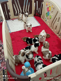 Meravigliosi shih tzu