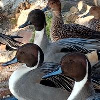 Codoni europei