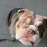 Interessati per monta Bulldog Inglese