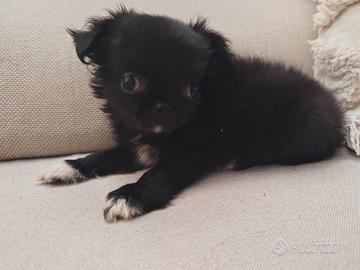 Chihuahua femmina TAGLIA MINI 