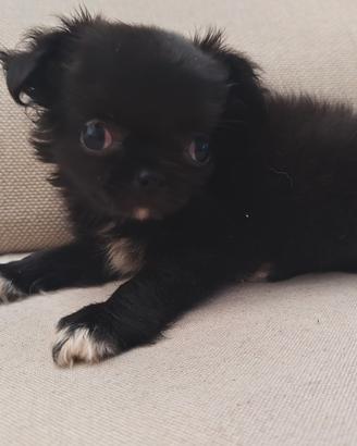 Chihuahua femmina TAGLIA MINI 