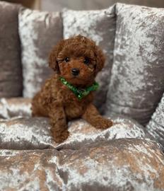 Splendidi cuccioli di Barboncini