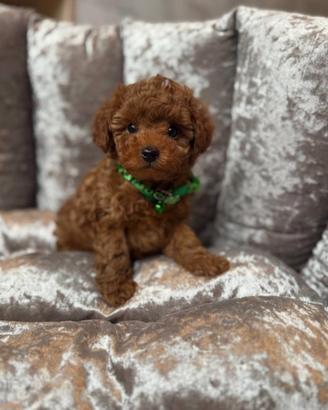 Splendidi cuccioli di Barboncini