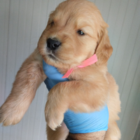 Golden Retriever di Allevamento