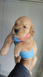 Golden Retriever di Allevamento