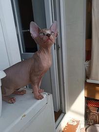 Sphynx canadese