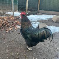 Gallo nostrano