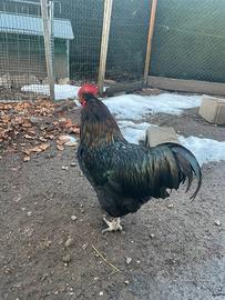 Gallo nostrano
