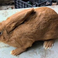 Conigli di razza pura