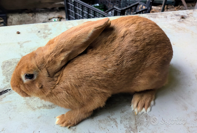 Conigli di razza pura