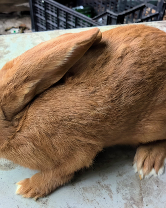 Conigli di razza pura