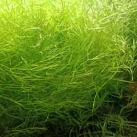 Arredamento/piante per avannotti