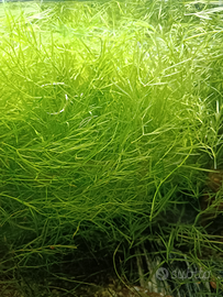 Arredamento/piante per avannotti