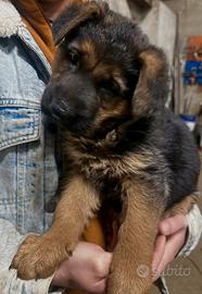Cuccioli Pastore Tedesco