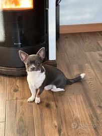 Chihuahua maschio 8 mesi