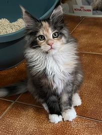 Cucciole di Maine Coon