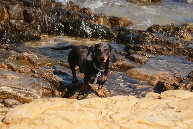 Monta bassotto Arlecchino