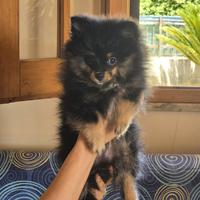 Cuccioli di Spritz tedesco piccolo